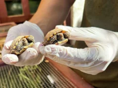 Тайная оазис в Охай: Как Turtle Conservancy охраняет будущие поколения черепах